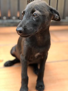 Fudgie - Mixed Breed Dog