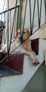 Bobbi - Labrador Retriever Mix Dog