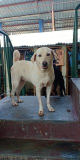 Bobbi - Labrador Retriever Mix Dog