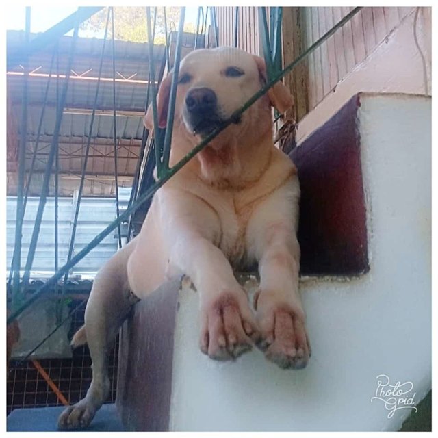 Bobbi - Labrador Retriever Mix Dog