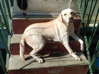 Bobbi - Labrador Retriever Mix Dog