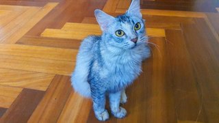Millie - Domestic Medium Hair Cat