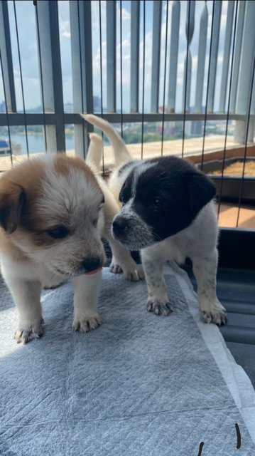 Jason &amp; Avira - Labrador Retriever Mix Dog