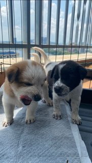 Jason &amp; Avira - Labrador Retriever Mix Dog