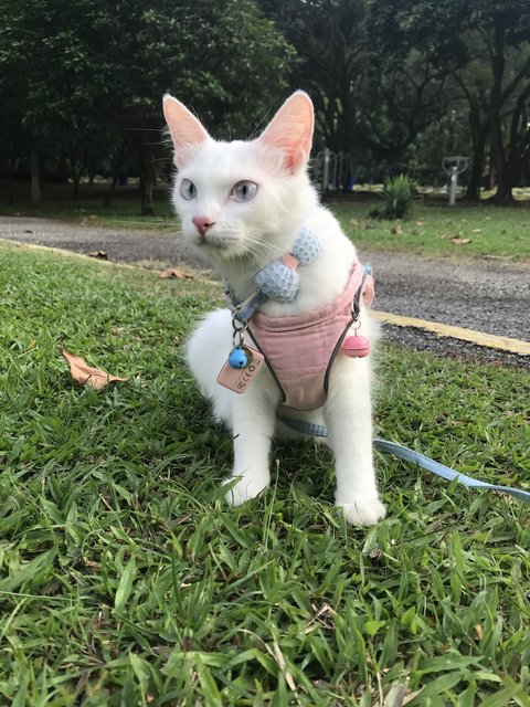 Bubbles - Domestic Medium Hair Cat