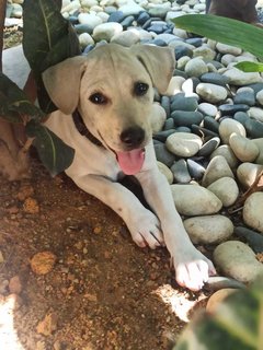 Ginger - Mixed Breed Dog