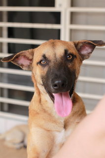 Caspian - 9months - Rescuer Migrating - Mixed Breed Dog