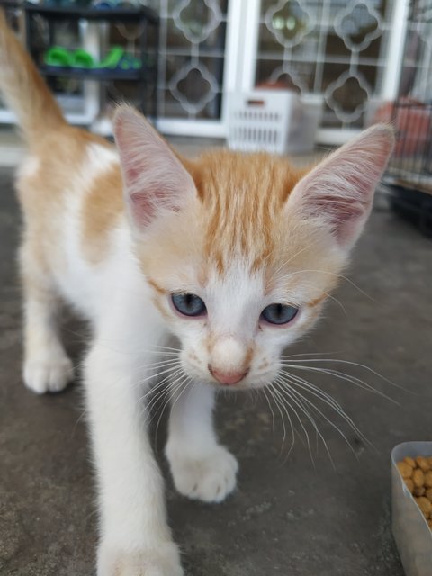 Mac &amp; Cheese - Domestic Medium Hair Cat