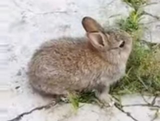 花丙 Hua Bin - Netherland Dwarf Rabbit