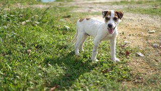 Ivar - Mixed Breed Dog