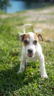 Ivar - Mixed Breed Dog