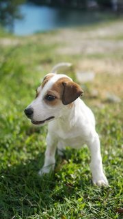 Ivar - Mixed Breed Dog