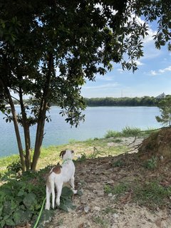 Ivar - Mixed Breed Dog