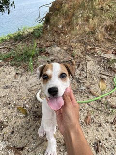 Ivar - Mixed Breed Dog