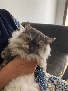 Luna - Persian + Domestic Long Hair Cat