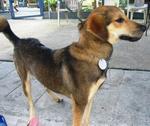 Old: Tag 75 (Brie) - Mixed Breed Dog