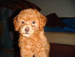 Buddy - Poodle Dog