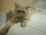 Aura Kasih - Persian + Exotic Shorthair Cat