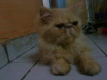 Aura Kasih - Persian + Exotic Shorthair Cat