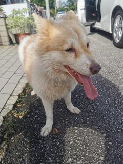 Ttdi Found Dog - Mixed Breed Dog