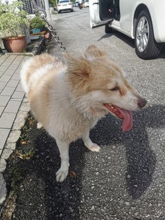 Ttdi Found Dog - Mixed Breed Dog