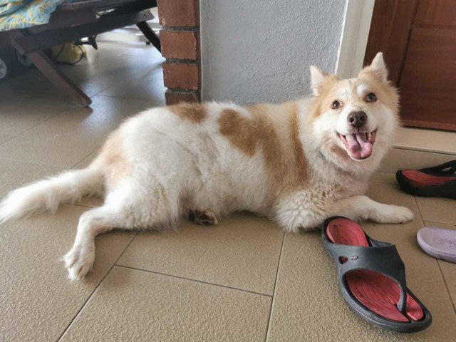 Ttdi Found Dog - Mixed Breed Dog