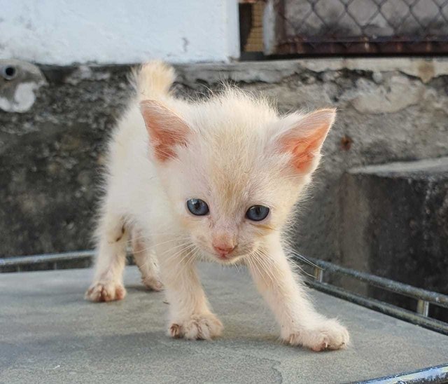 Buttercup - Domestic Short Hair Cat