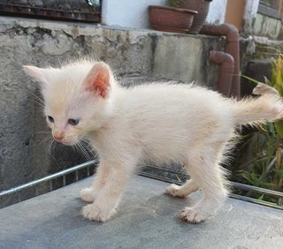 Buttercup - Domestic Short Hair Cat