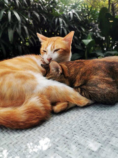 Coco And Ginger - Domestic Short Hair Cat