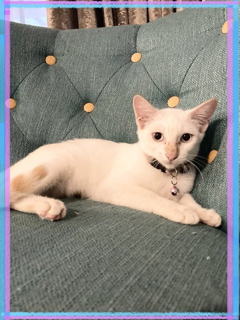 Snowball - Domestic Medium Hair Cat