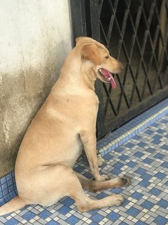 Shasha - Labrador Retriever Mix Dog