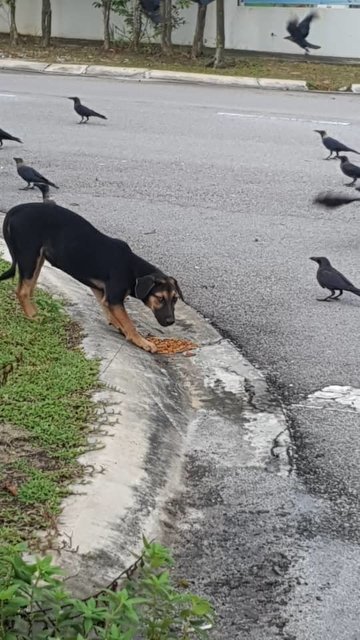 Blacky - Rottweiler Mix Dog