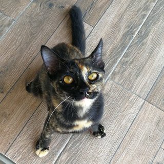 Candie - Domestic Short Hair Cat