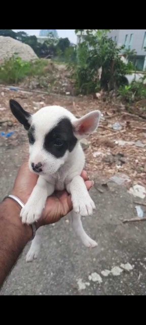 Rossie , Keily , Ruby - Mixed Breed Dog