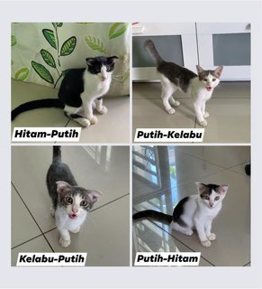 Kittens Of 4 - Domestic Short Hair Cat