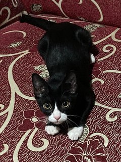Vicenzo - Domestic Short Hair + Tuxedo Cat