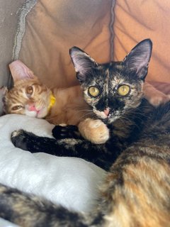 Tink &amp; Tyke - Domestic Short Hair Cat