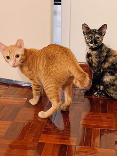 Tink &amp; Tyke - Domestic Short Hair Cat