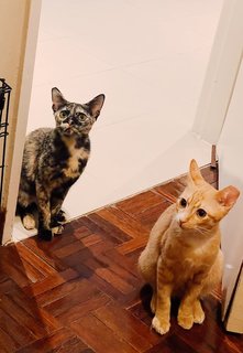 Tink &amp; Tyke - Domestic Short Hair Cat