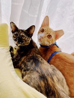 Tink &amp; Tyke - Domestic Short Hair Cat