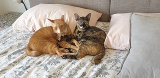 Tink &amp; Tyke - Domestic Short Hair Cat