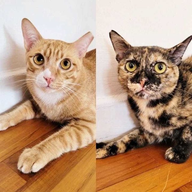 Tink &amp; Tyke - Domestic Short Hair Cat