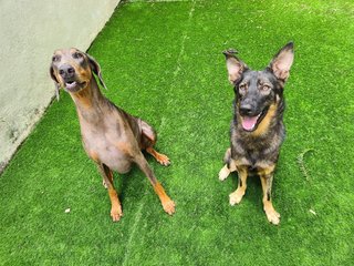 Hans - Belgian Shepherd Malinois + German Shepherd Dog Dog