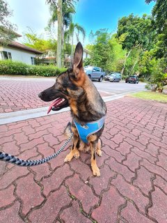 Hans - Belgian Shepherd Malinois + German Shepherd Dog Dog