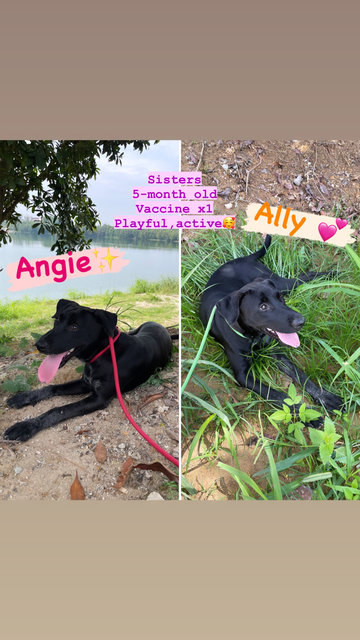 Angie &amp; Ally (Sisters) 💕 - Mixed Breed Dog