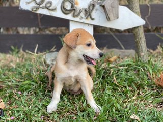 Momo Girl - Mixed Breed Dog