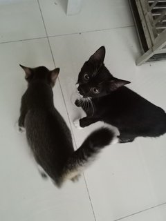 Sylvester N Eliza - Domestic Short Hair Cat