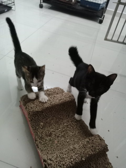 Sylvester N Eliza - Domestic Short Hair Cat