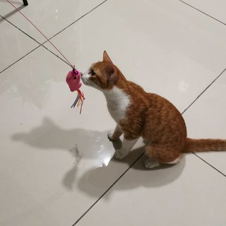 Ginger - Domestic Short Hair Cat