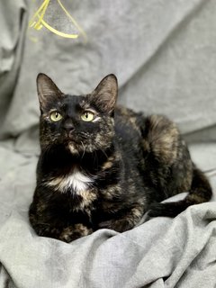 Daisy - Tortoiseshell + Domestic Short Hair Cat